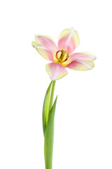 Naklejka premium Beautiful pink tulip flower on white background