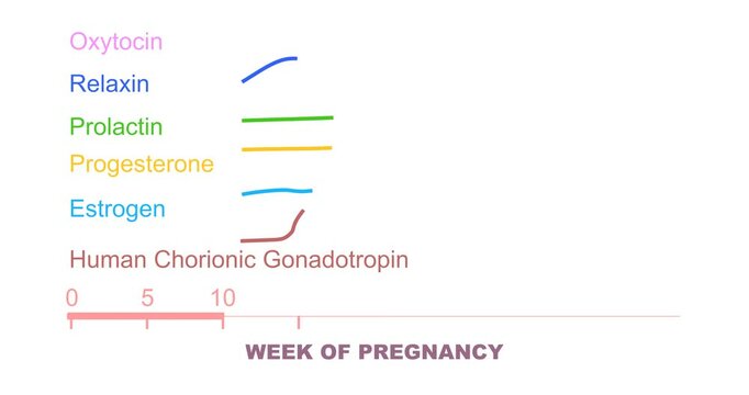 A graph showing changes in hormones human chorionic gonadotropin, prolactin, relaxin, estrogen, progesterone, oxytocin levels during pregnancy. Animated time line