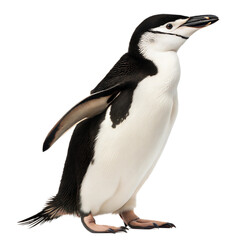 Fototapeta premium Chinstrap Penguin AI Generated Image