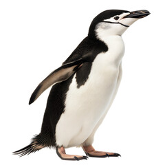 Fototapeta premium Chinstrap Penguin AI Generated Image