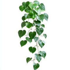 Hanging Heart-Shaped Leaves