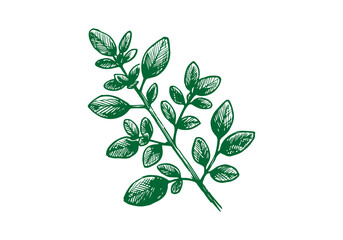 Oregano Hand Drawn Illustration Sketch Vector Isolated