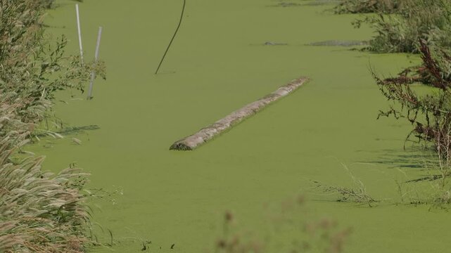 American Alligators in a Green Duck Weed Covered Swamp