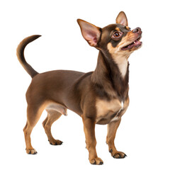 Chiweenie AI Generated Image