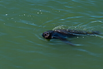 Sea wolf, Otaria flavescens, swimming near the coast of Mar del Plata, Argentina