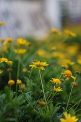 Cameron Highland, Pahang, Malaysia -October 8, 2021-
A close-up view of the intricate beauty of Euryops pectinatus, showcasing the vibrant hues of nature.
