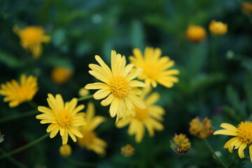 Cameron Highland, Pahang, Malaysia -October 8, 2021-
A close-up view of the intricate beauty of Euryops pectinatus, showcasing the vibrant hues of nature.