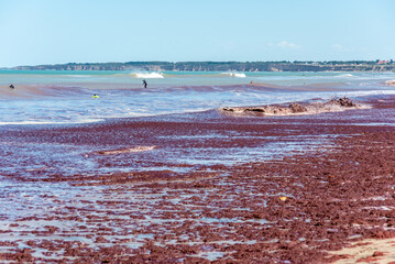 A beach in Mar del Plata, Argentina, covered by seaweed in summer