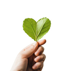 Hand holding a heart shaped leaf isolated on transparent background