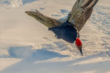Pileated Woodpecker in snow