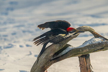 Pileated Woodpecker in snow