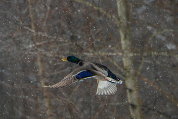male mallard duck in flight