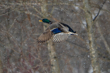 Male Mallard in flight