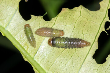 Leaf Beetle Larvae - Feeding on Leaf