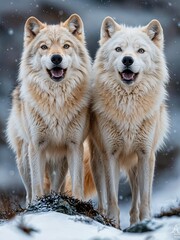 Obraz premium A pair of arctic wolves stands proudly on a rocky outcrop, their bright eyes reflecting joy. Surrounded by a serene snowy landscape, the winter atmosphere enhances their striking appearance.
