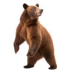 Obraz premium Cinnamon Bear AI Generated Image