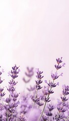 Obraz premium Lavender flowers against a blurred background display simple beauty softly