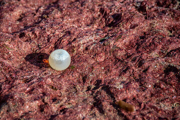 An ovicapsule with black snail embryos on a bed of seaweed