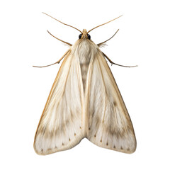 Clothes Moth AI Generated Image