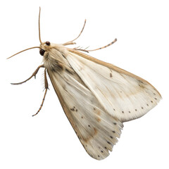 Clothes Moth AI Generated Image