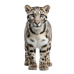 Obraz premium Clouded Leopard AI Generated Image