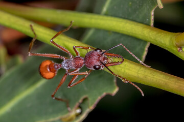 Black-scaped Bull Ant (Myrmecia nigriscapa) - Australian Insect