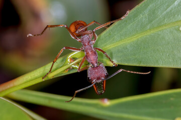 Black-scaped Bull Ant (Myrmecia nigriscapa) - Looking Down