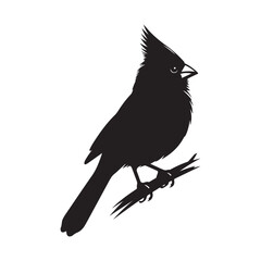 Cardinal Bird Silhouette Vector Illustration, Solid White Background.