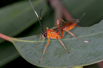 Ceratomansa prima - Ichneumon Wasp on Leaf