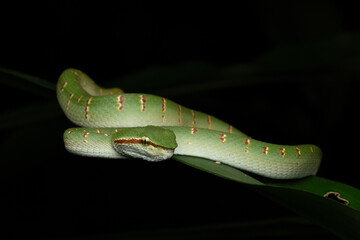 Young female wagler's pit viper close up
