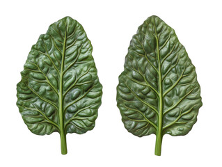 Pair of swish chard leaf isolated on transparent background