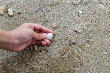 A child is showing a small seashell they found while playing on the beach