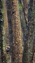 Moss growing on tree bark in the forest