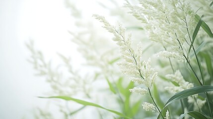 Soft white grass field background