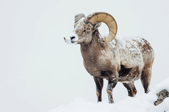 Bighorn Sheep standing in a mountain landscape. Animal front portrait.