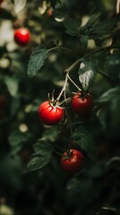 Obraz premium Ripe tomatoes hang heavy on the vine, a burst of crimson against the deep green foliage