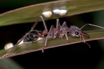 Australian Red Bull Ant (Myrmecia simillima) - Feeding Amongst Lerp