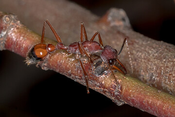 Black-scaped Bull Ant (Myrmecia nigriscapa) - Aussie Insects