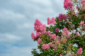 空に映えるピンクのサルスベリの花