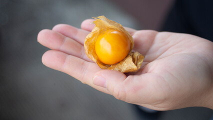 Cape gooseberry (Physalis peruviana) on hand