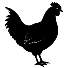 rooster isolated a vaserooster white background