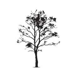 Obraz premium Silhouette of a Birch Tree with Fine Details