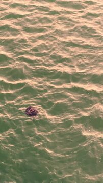 A peaceful sea turtle basks in the sunlight as it floats near the ocean's surface, creating a serene underwater scene.