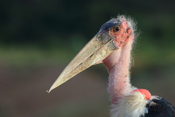 Marabu / Marabou stork / Leptoptilos crumeniferus