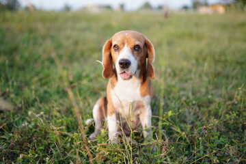 A Cute Beagle Sitting on The Grass Field in a Relaxed Outdoor Setting Covered by Golden Sunlight