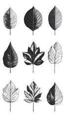 Obraz premium Grayscale leaf illustrations collection