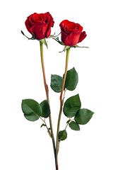 red rose isolated on white