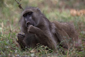 Bärenpavian / Chacma baboon / Papio ursinus
