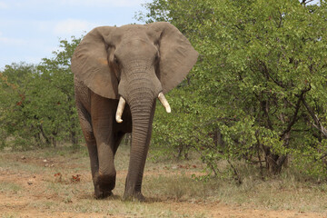 Afrikanischer Elefant / African elephant / Loxodonta africana