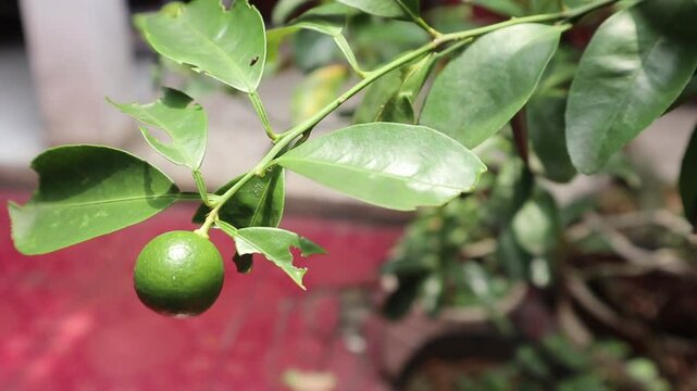 footage of a lime tree or limau katsuri with unripe lime with green leaves.